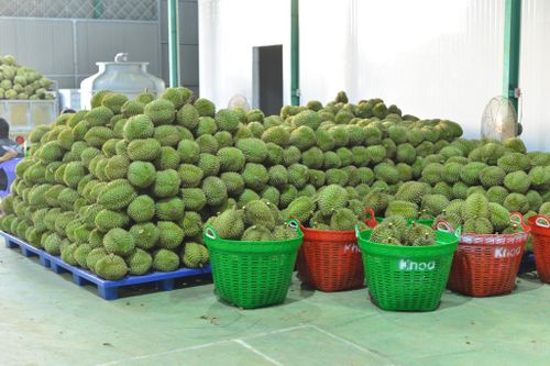 Đạ Huoai là vùng đất được mệnh danh là thủ phủ sầu riêng của tỉnh Lâm Đồng và cả nước