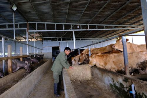 Người dân xã Lạc Dương chuyển đổi từ hình thức nuôi bò thả rông sang nuôi nhốt, kết hợp áp dụng tiến bộ khoa học kỹ thuật