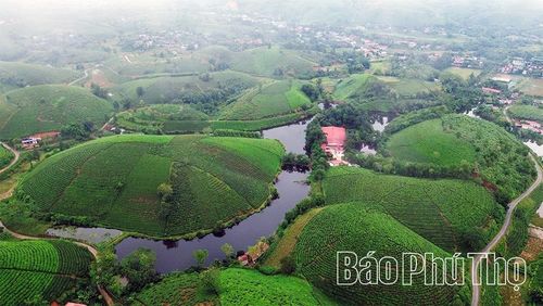 Một góc những đồi chè bát úp tại xã Long Cốc.