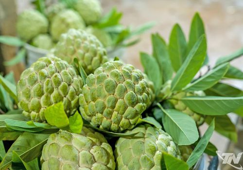 Những quả na chín tự nhiên là thành quả của quá trình chăm sóc tỉ mỉ, mở đầu cho một mùa thu hoạch đầy triển vọng.