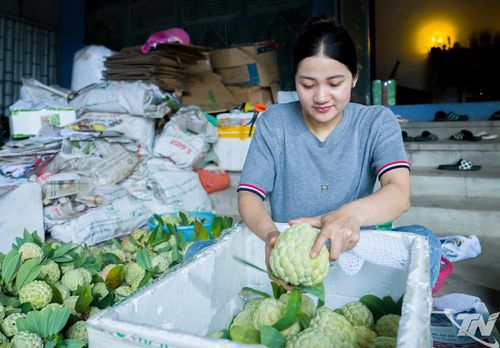 Mỗi năm, cây na mang về tổng doanh thu gần 80 tỷ đồng cho bà con xã La Hiên, giúp nhiều gia đình từng bước làm giàu.