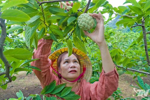 Những lứa na đầu tiên chín sớm mang lại niềm vui cho người trồng khi vừa dễ tiêu thụ, vừa đạt giá bán cao.