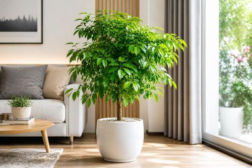 Để cây hạnh phúc phát triển tốt, việc lựa chọn vị trí đặt cây là rất quan trọng. Ảnh minh họa.