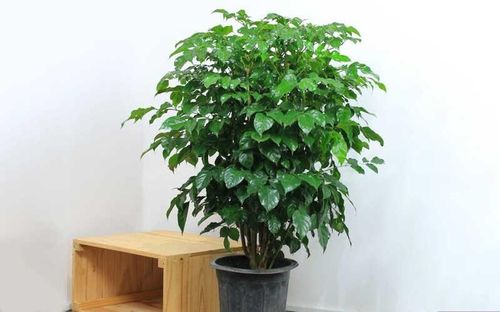 Cây hạnh phúc là loại cây thân gỗ nhỏ, thường được trồng trong chậu để trang trí nội thất. Ảnh minh họa.