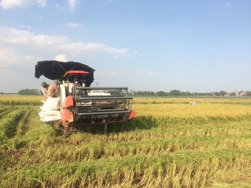 Cơ giới hóa vì thế không chỉ là cuộc cách mạng về máy móc, mà còn là cuộc cách mạng về tư duy sản xuất. Ảnh: PV