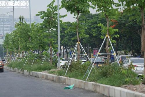 Khu vực hàng cây ở dải phân cách được trồng lại.