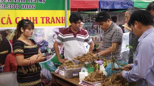 Phiên chợ sâm Ngọc Linh và dược liệu được tổ chức định kỳ tại Nam Trà My, thành phố Đà Nẵng