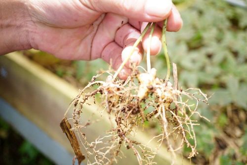 Được biết, Cục Sở hữu trí tuệ - Bộ Khoa học và Công nghệ đã cấp Chứng nhận đăng ký chỉ dẫn địa lý cho sản phẩm sâm củ gắn với chỉ dẫn địa lý Ngọc Linh cho một số khu vực địa lý