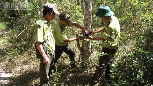 Lực lượng kiểm lâm Vườn Quốc gia Ea Sô sử dụng bẫy ảnh để theo dõi các loại động vật di chuyển trong vườn.