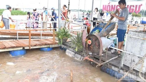 Người dân mang trái cây đến xay cho đàn cá tự nhiên ăn.