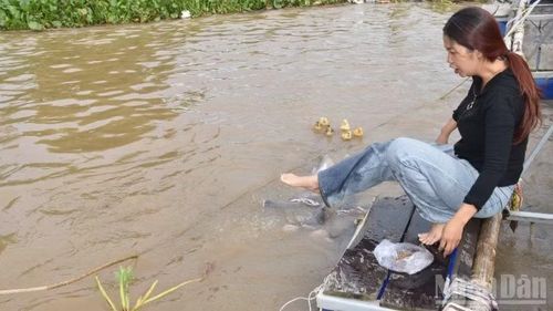 Người dân thư giãn cùng đàn cá tự nhiên.