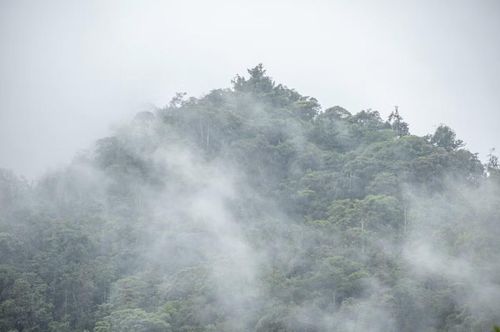 Rừng mây Mindo ở Ecuador. (Ảnh: Getty Images Plus)