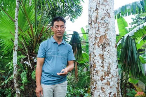 12 cây trám đen của gia đình anh Nguyễn Huy Hoàng (thôn Sơn Ninh, xã Hương Sơn) chỉ cho thu hoạch lượng quả rất ít.