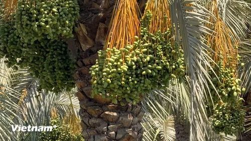 Những buồng chà là còn xanh. (Ảnh: Hoàng Nhương/Vietnam+)