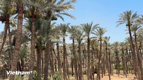 Một vườn chà là tại khu vực ngoại ô thủ đô Cairo. (Ảnh: Hoàng Nhương/Vietnam+)