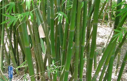 Ảnh minh họa: bambooindustry.com