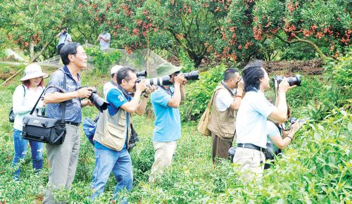 Hội viên Chi hội Nhiếp ảnh Hội Văn học nghệ thuật tỉnh tác nghiệp tại vùng vải thiều Lục Ngạn. Ảnh: Việt Hưng. 
