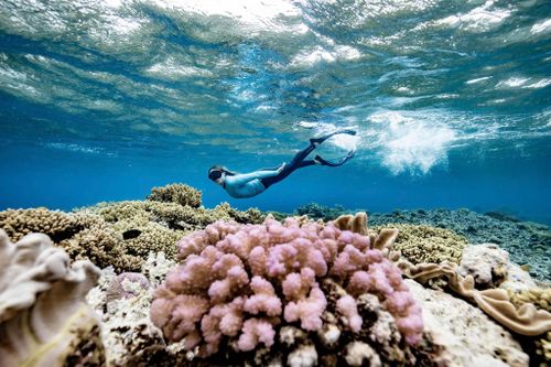 Khám phá rạn san hô Great Barrier. Ảnh: Guardian/Tourism Tropical North Queensland