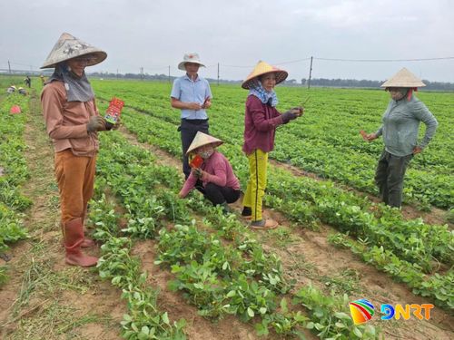 Mô hình khuyến khích nông dân thay đổi tập quán canh tác theo hướng an toàn, hiệu quả. Ảnh: Hội Nông dân xã cung cấp