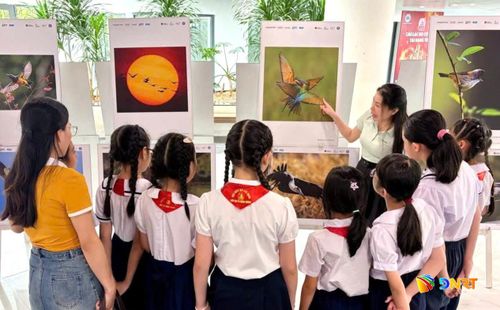 Học sinh tìm hiểu hệ sinh thái tại ngày hội Đa dạng sinh học 2026 phường Hải Châu. Ảnh: NGỌC HÀ