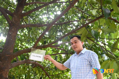 Ở xã Tiên Phước, nông nghiệp đa giá trị tích hợp bảo vệ môi trường, gìn giữ cảnh quan, phát huy văn hóa làng quê. Ảnh: QUANG VIỆT
