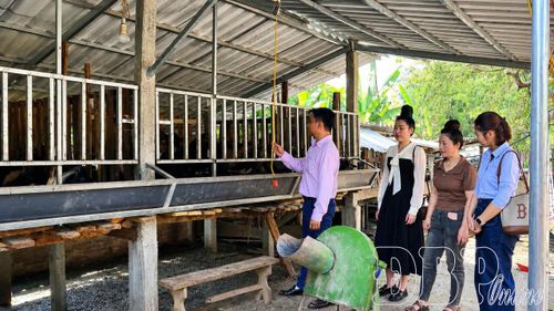 Nguồn vốn tín dụng chính sách giúp nhiều hộ dân xã Tuần Giáo phát triển sản xuất, chăn nuôi.