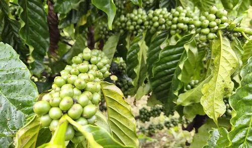  Giống cà phê TRF1 nếu được chăm sóc đúng quy trình, năng suất có thể đạt từ 6-7,5 tấn cà phê nhân/ha. Ảnh: N.S 