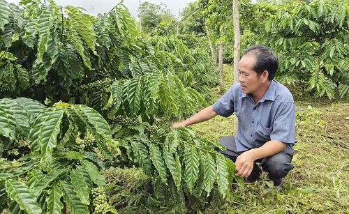  Ông Nguyễn Thế Minh - Giám đốc Hợp tác xã Dịch vụ nông nghiệp Nghĩa Hòa (xã Chư Păh) giới thiệu giống cà phê TRF1 được trồng tại gia đình các hộ thành viên. Ảnh: N.S 