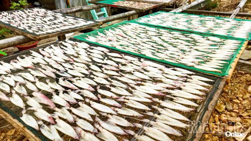 Những con mực tươi được phơi trên vỉ.