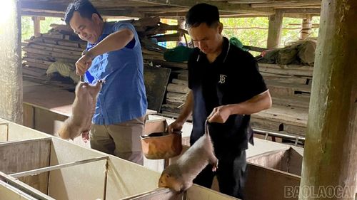 Người dân xã Bảo Ái chủ động phát triển các mô hình chăn nuôi, đa dạng sinh kế, từng bước nâng cao thu nhập và vươn lên thoát nghèo.