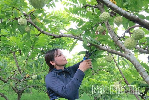 Vườn na của gia đình chị Phạm Thị Thư, thôn Ngọc Thụ.