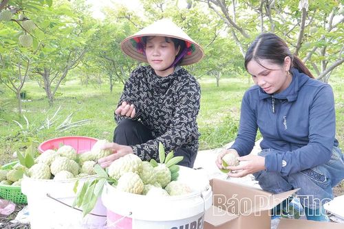 Đặc sản na dai Bồ Lý năm nay được mùa, được giá.