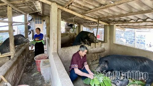 Hộ đồng bào dân tộc thiểu số xã Bao La phát triển đàn lợn đen bản địa mang lại giá trị kinh tế cao, tạo nguồn thu nhập bền vững.