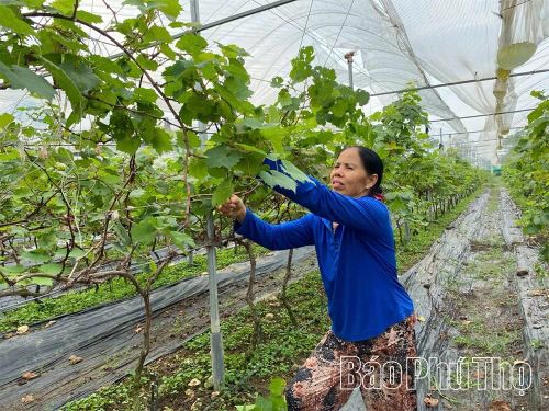Mô hình trồng Nho đen xen rau má dưới gốc của bà Nguyễn Thị Hương, xóm Núc Hạ, xã Tam Đảo mang lại thu nhập trên 120 triệu đồng/ha.