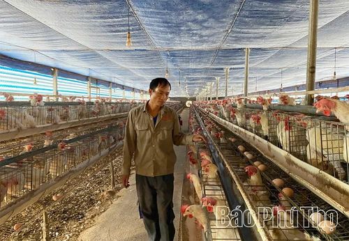 Nhờ được hỗ trợ kỹ thuật chăn nuôi và ứng dụng đệm lót sinh học, gia đình anh Nguyễn Văn Thuyên, ở làng Mấu, xã Tam Đảo đã mạnh dạn đầu tư hơn 3,5 tỷ đồng mở rộng quy mô trang trại lên trên 5.000 con gà. Mô hình không chỉ giảm ô nhiễm môi trường, nâng cao hiệu quả chăn nuôi mà còn mang lại thu nhập ổn định từ 300-500 triệu đồng mỗi năm.