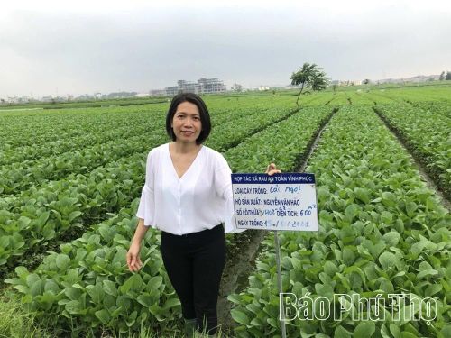 Kỹ sư Kiều Thị Huệ - Giám đốc HTX Rau an toàn Vĩnh Phúc trên cánh đồng trồng rau cải giống mới năng suất cao, chịu hạn tốt tại xã Tam Dương.