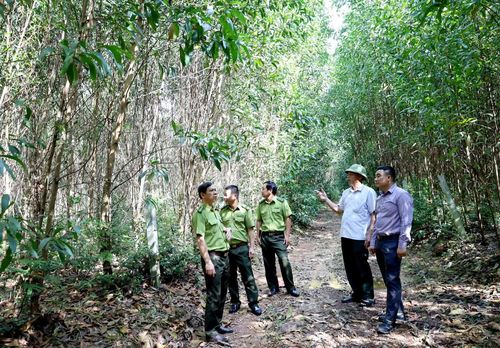 Gỗ rừng trồng là 1 trong 3 ngành hàng xuất khẩu chủ lực của Quảng Trị được xác định sẽ chịu ảnh hưởng trực tiếp bởi EUDR - Ảnh: V.M
