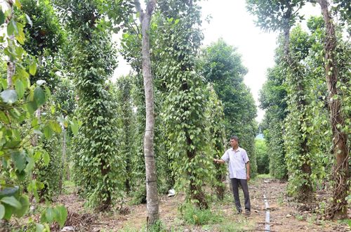 Nhiều địa phương ở tỉnh đang tổ chức lại sản xuất nông, lâm nghiệp theo hướng minh bạch, bền vững, trách nhiệm để thích ứng EUDR - Ảnh: V.M 