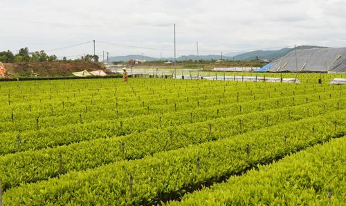 Vườn ươm cây giống của Hợp tác xã Sản xuất giống cây lâm nghiệp, cây ăn quả Thuận Trường - Ảnh: L.Lan