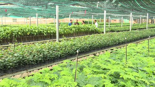 17 loại giống cây bản địa như lim, gõ, táu, trắc, giáng hương, sến… được mô hình của ông Quý cung cấp cho thị trường mỗi năm - Ảnh: M.H