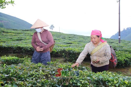 Nông dân bản Mến, xã Tô Múa chăm sóc chè.