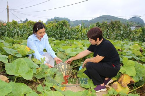 Mô hình trồng bí đỏ của nông dân bản Liên Hưng, xã Tô Múa.