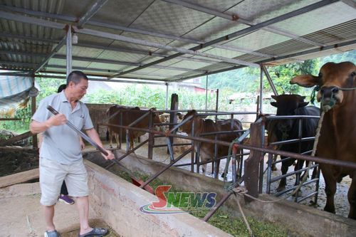 Từ nguồn vốn chính sách, nhiều gia đình xã Tô Múa có điều kiện phát triển chăn nuôi, nâng cao thu nhập.