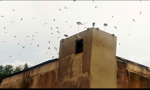 Đối với nhà yến cách khu dân cư dưới 300m thì không sử dụng loa phóng phát âm thanh.