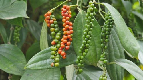 Giá tiêu trong nước hôm nay điều chỉnh tăng. Ảnh minh họa
