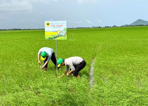 Mô hình "Hành trình Xanh - Đất khỏe, cây trồng khỏe" được triển khai trên ruộng lúa của anh Huỳnh Thành Chuẩn (xã Sơn Kiên, tỉnh An Giang) nhằm đánh giá hiệu quả cải tạo đất phèn ngay từ đầu vụ.