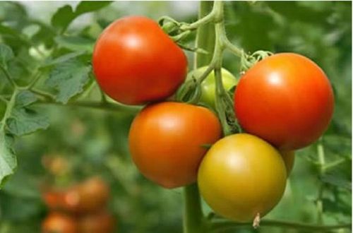 Bệnh nhân suy thận nên hạn chế ăn cà chua.