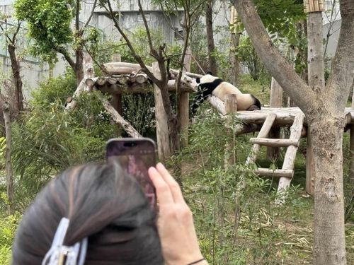  Một du khách chụp ảnh gấu trúc khổng lồ tại Trung tâm Nghiên cứu và Nhân giống Gấu trúc khổng lồ Thành Đô (Trung Quốc). Ảnh: Korea Times. 