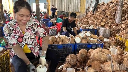 Hợp tác xã Nông nghiệp Định Thủy xây dựng chuỗi liên kết với doanh nghiệp giúp giá dừa ổn định.