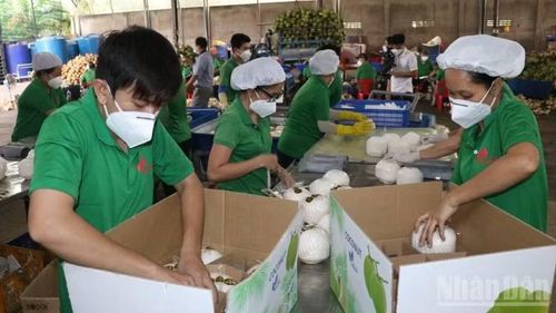 Sơ chế dừa tươi xuất khẩu tại tỉnh Vĩnh Long.